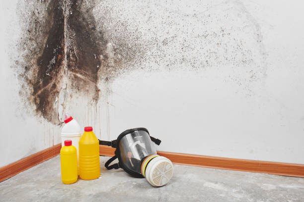 Best Home Mold Removal  in Eclectic, AL