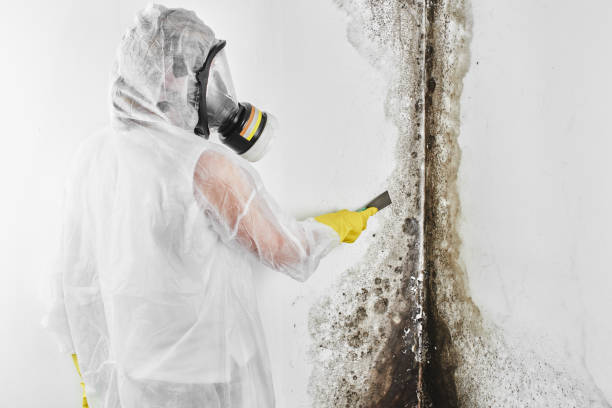 Best Mold Damage Repair  in Eclectic, AL