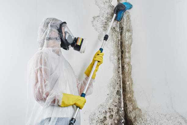 Best Fast Mold Removal  in Eclectic, AL