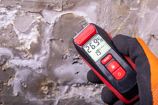 Best Same-Day Mold Removal  in Eclectic, AL