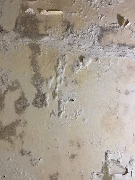 Best Office Mold Removal Services  in Eclectic, AL