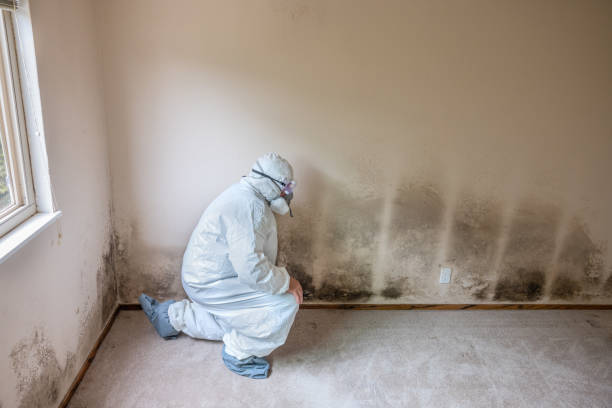 Best Crawl Space Mold Removal  in Eclectic, AL