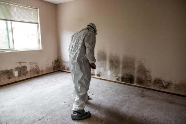 Professional Mold Removal in Eclectic, AL
