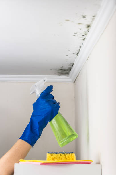 Attic Mold Removal in Eclectic, AL